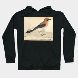 Eurasian Jay by Frederick John Shore Hoodie